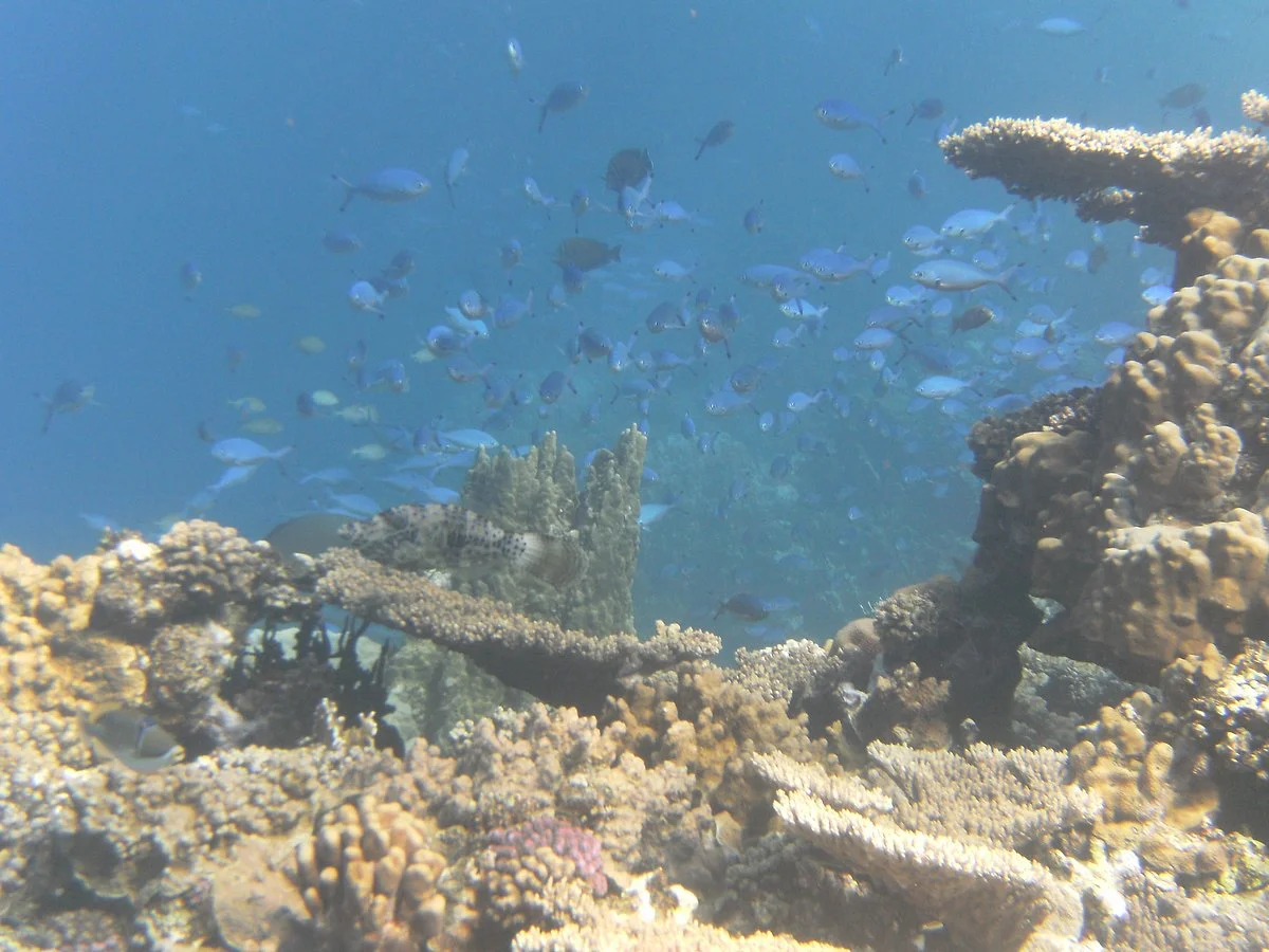Pharaoh Dive Club