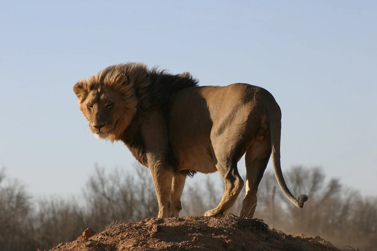 African Eagle Day Tours