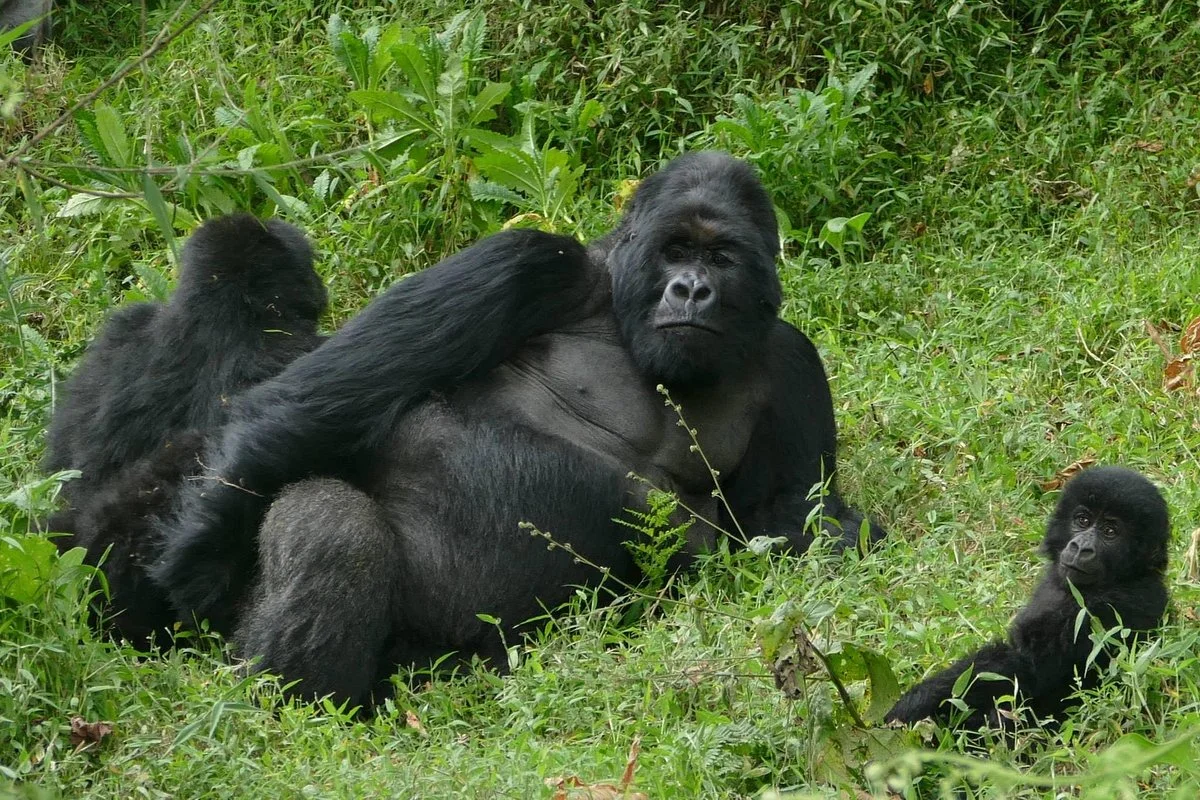Direct Kenya Safaris Ltd