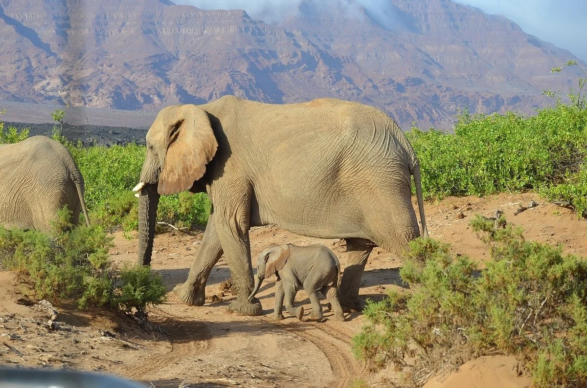 EHRA - Elephant Human Relations Aid