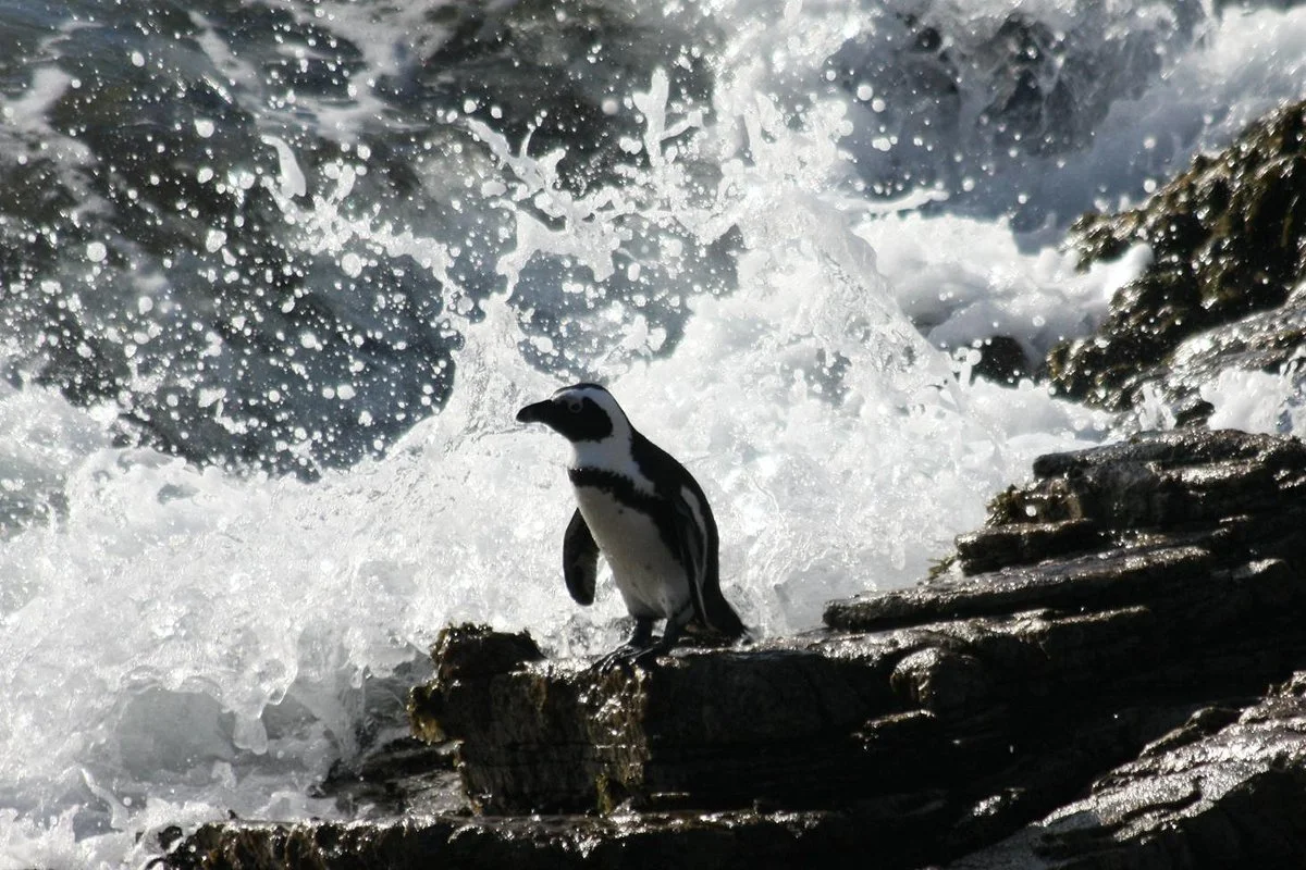 Cape Team Tours - Day Tours