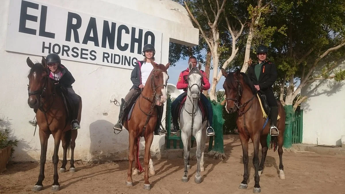 Hurghada Horses