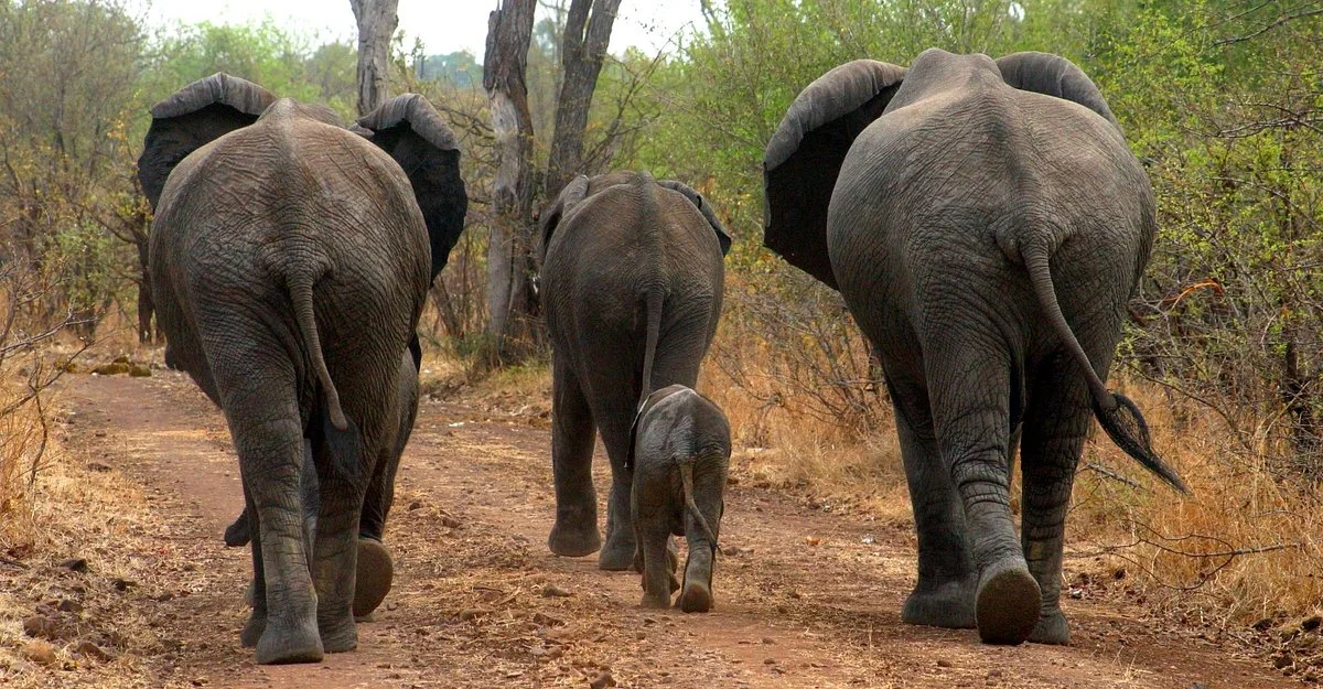 Discover Safaris