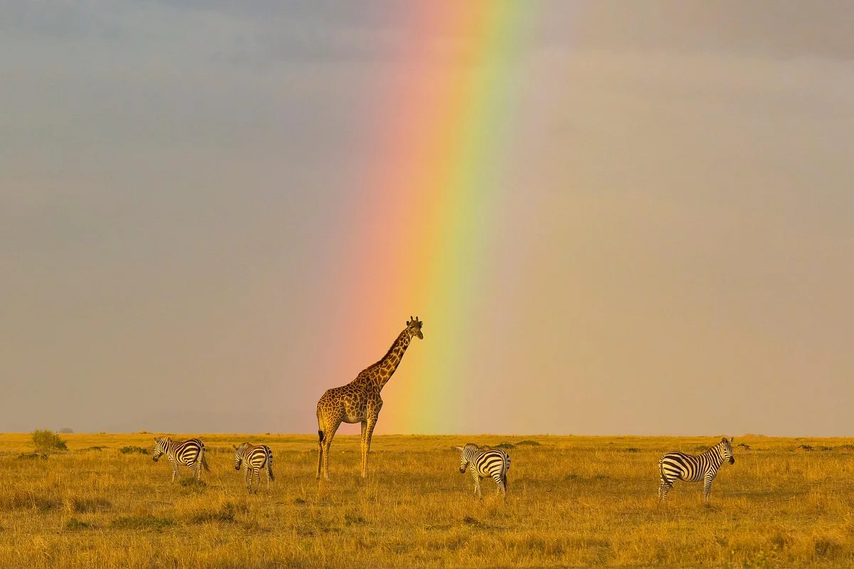 African Quest Safaris