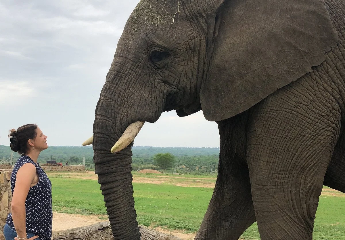 Elephant Moments