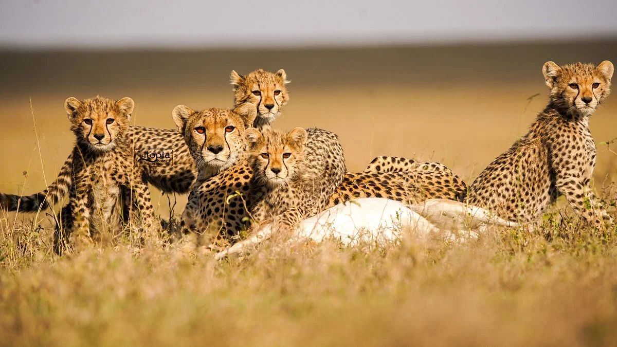 Utopia safaris