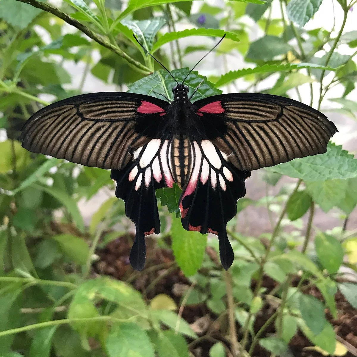 Merlin Butterfly Sanctuary