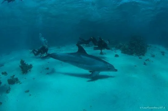 Dahab Divers Lodge