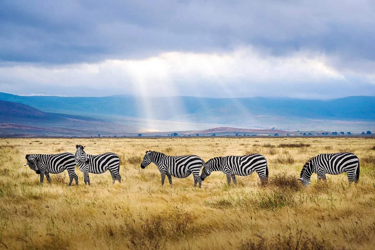 Skimmer Tours & Safaris
