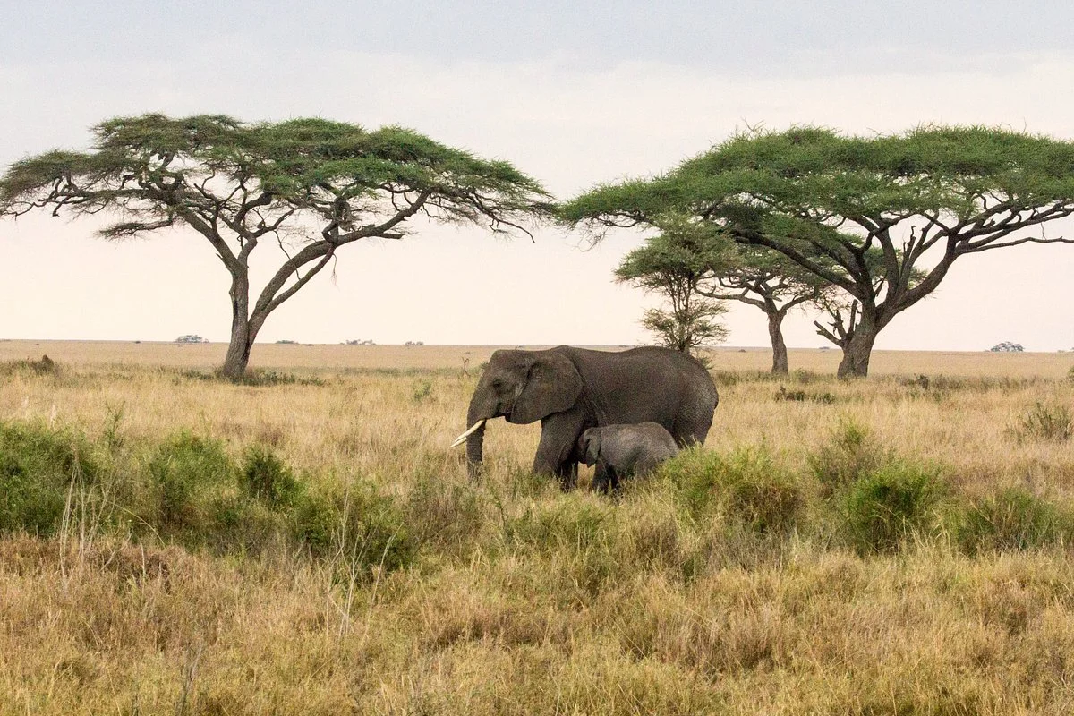 Shimboni Africa Tours