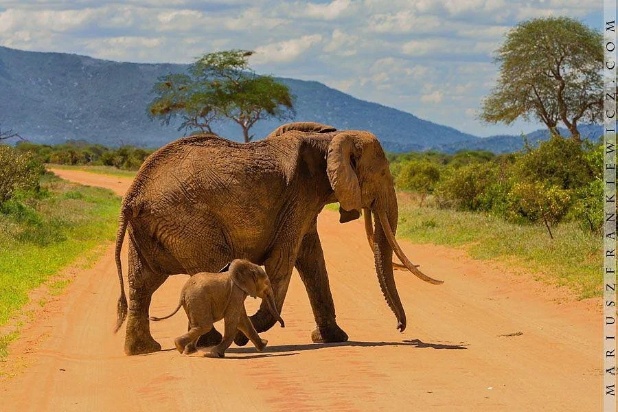 Jawamu Tours and Safaris