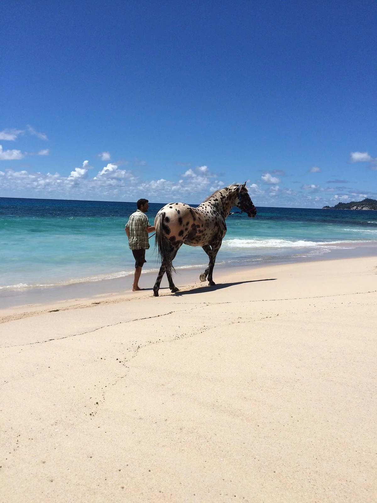 Turquoise Horse Trails
