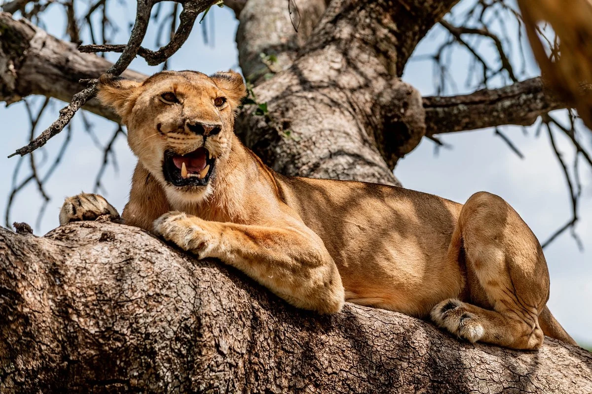 Budget Safaris Tanzania