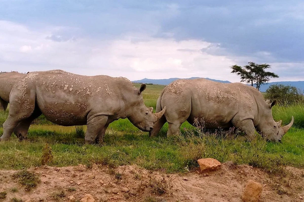 Sawas Safaris
