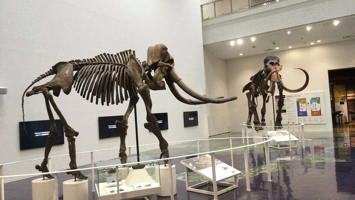 Hokkaido Museum Morino Charenga