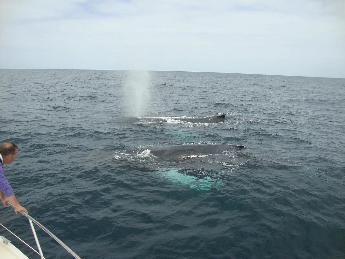 Whale Watching mit CaboKaiTours