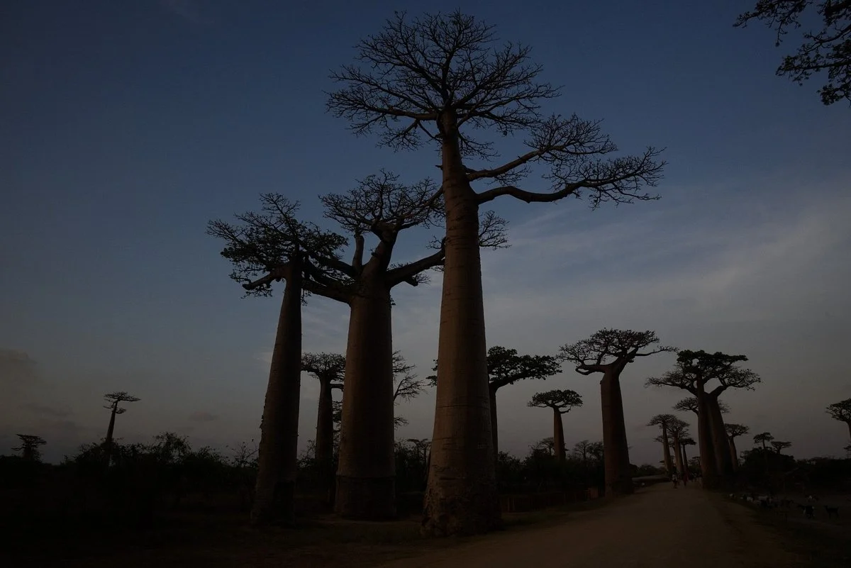 Tours in Madagascar