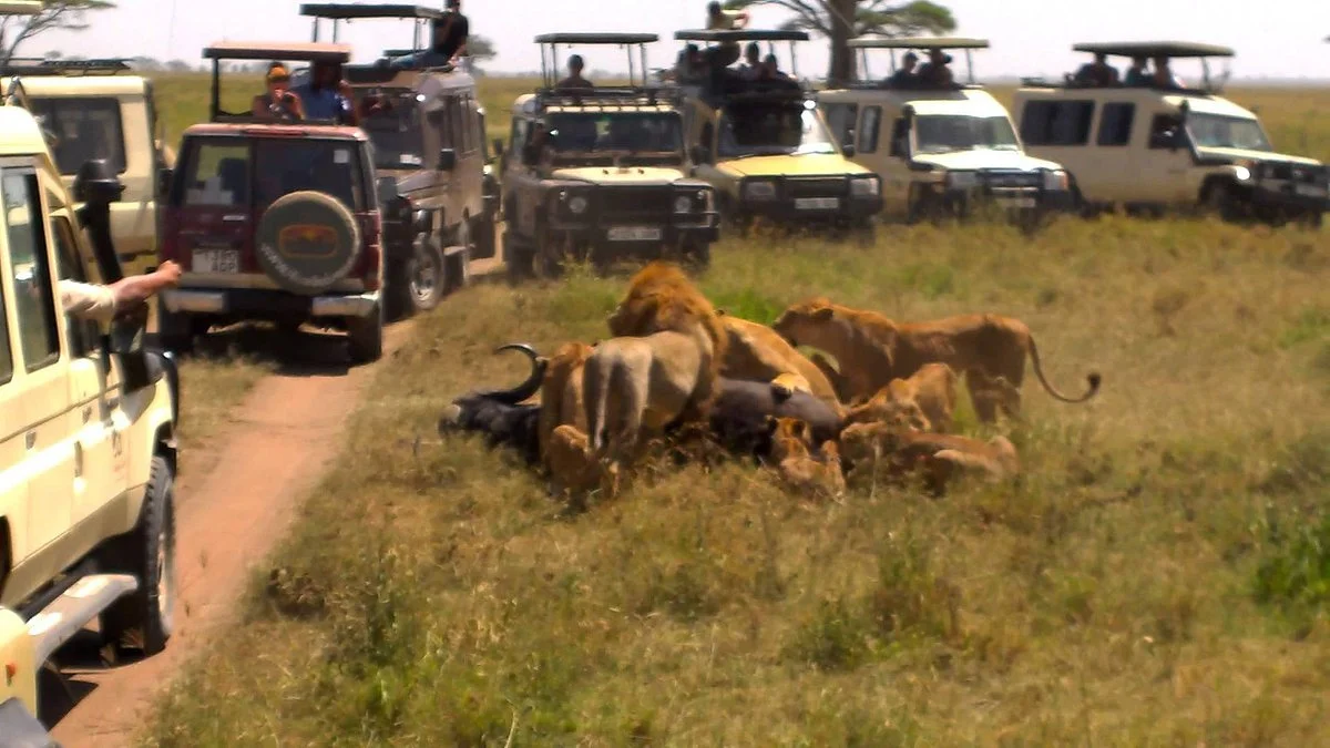 Kili View And Safaris