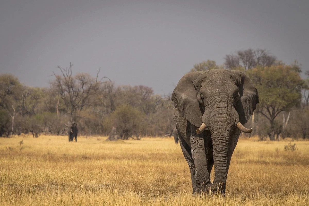 Safari Lifestyles
