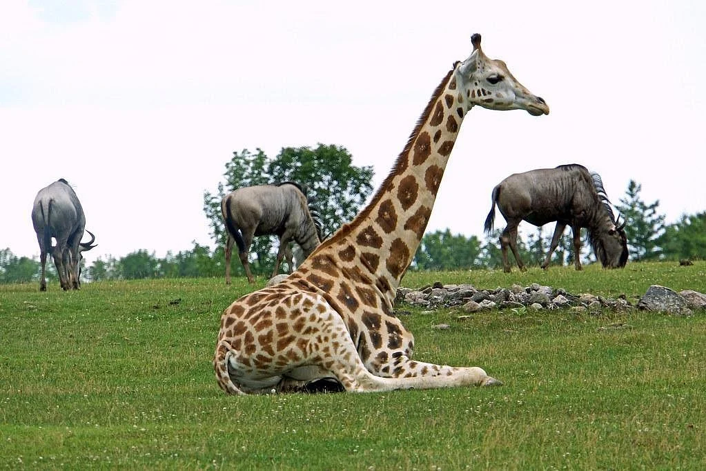 day to day Tours and safaris,  Kenya