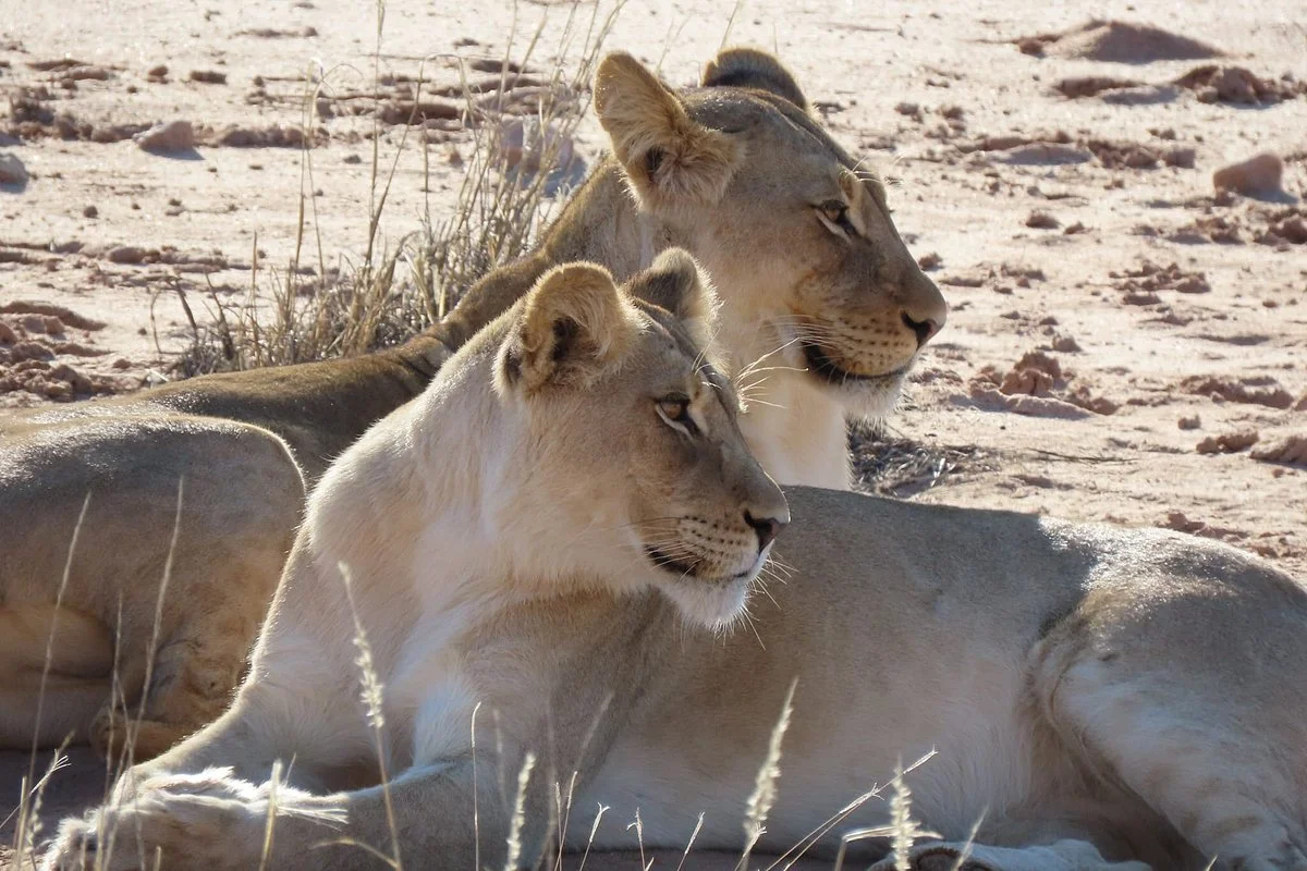 Kalahari Safaris