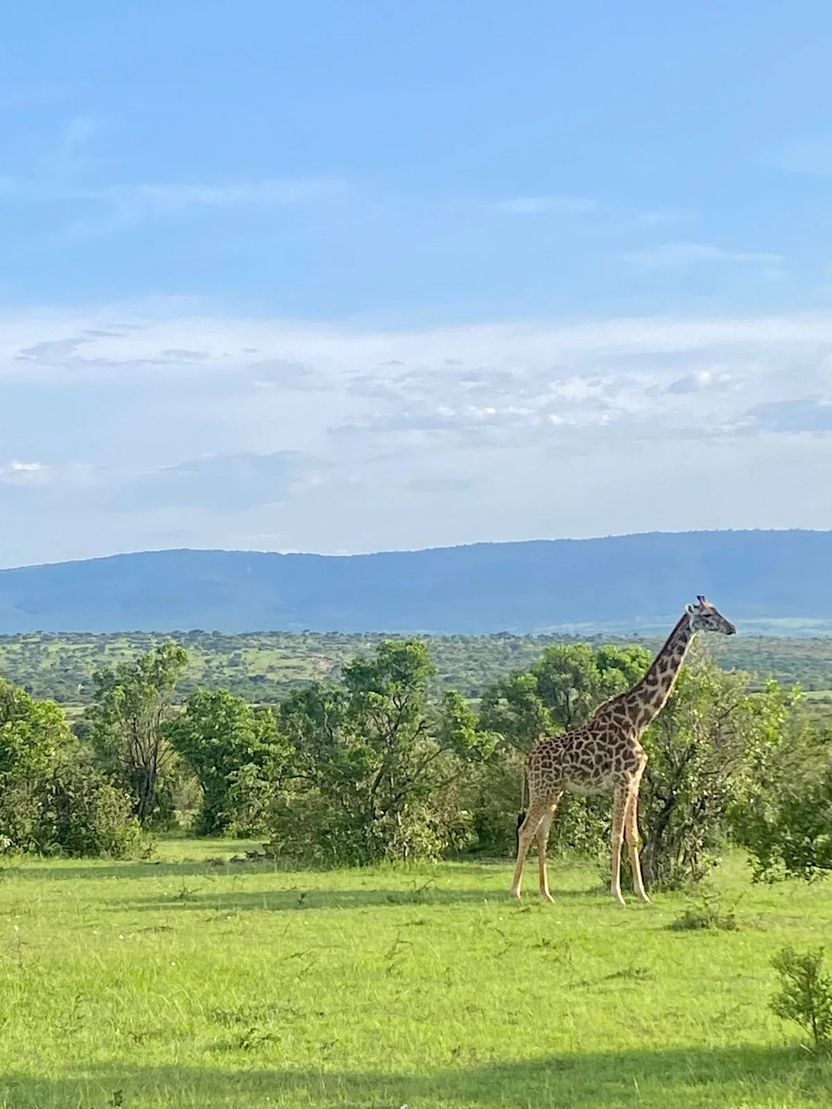Bongo Safari- Day Tour