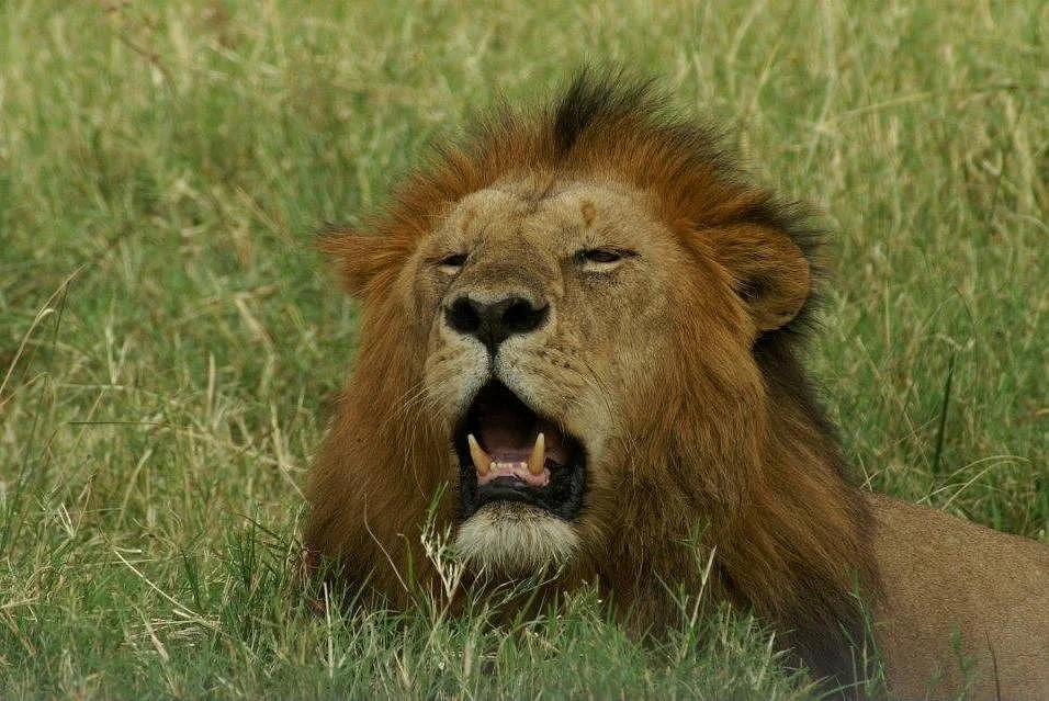 AnimauxTanzaniaSafariLtd