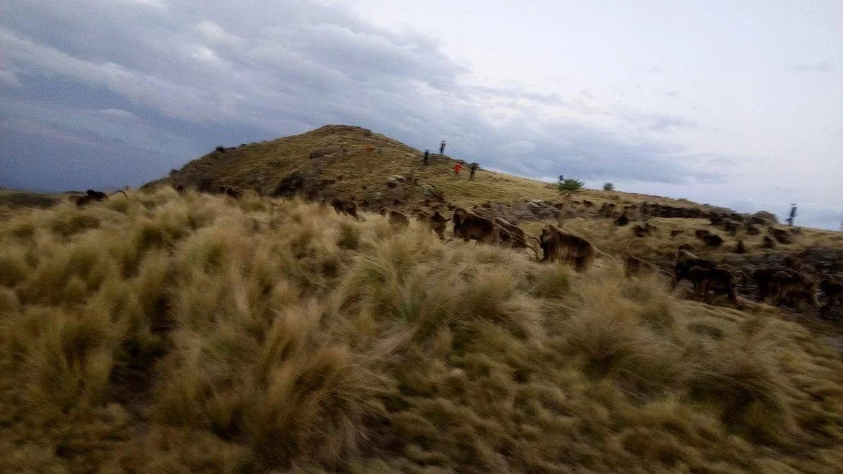 Simien Mountain Treks