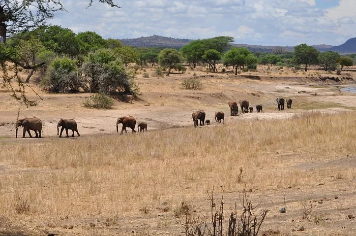 Memory Safaris