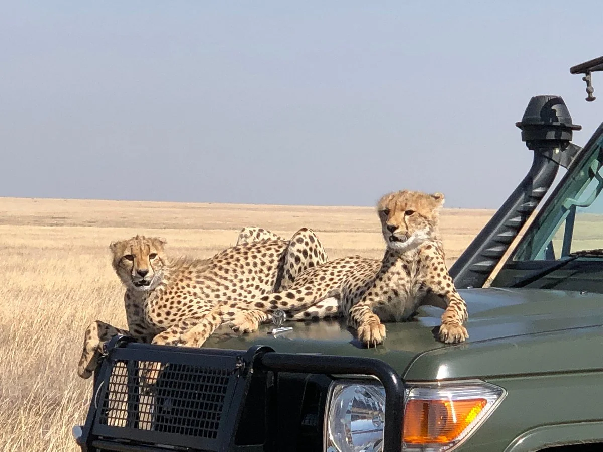 One-way Tours and Safaris