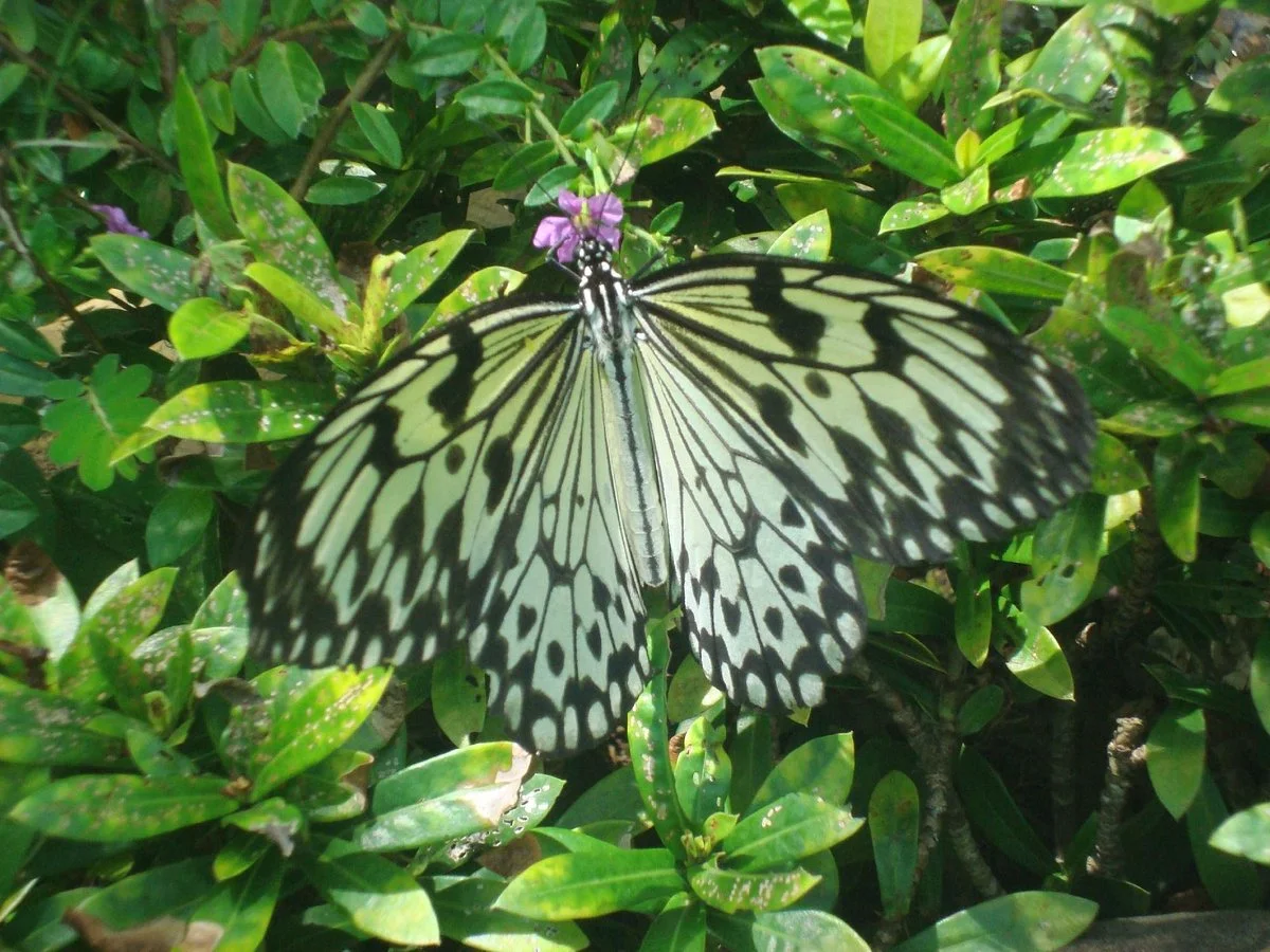 Butterfly Sanctuary at Mambukal Resort