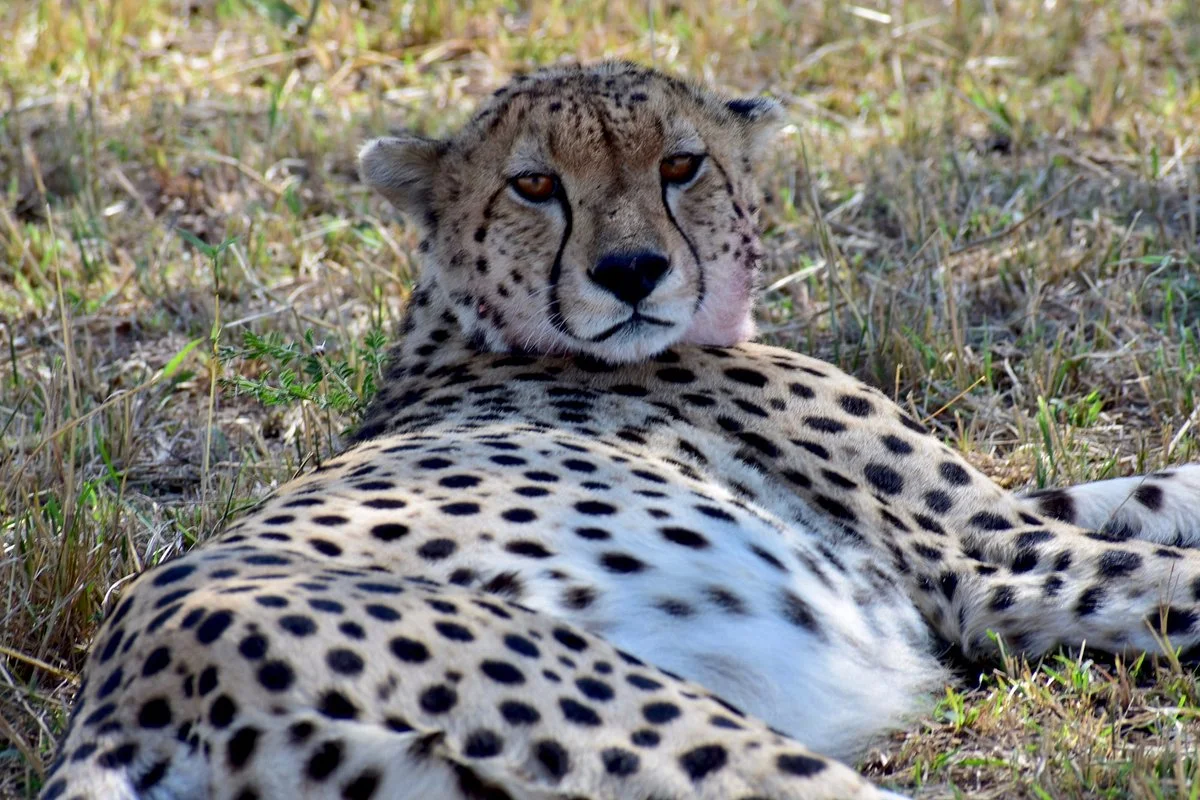 Serengeti Pride