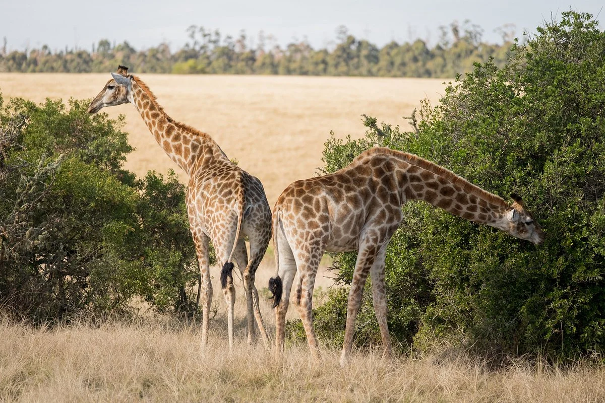 Plettenberg Bay Game Reserve