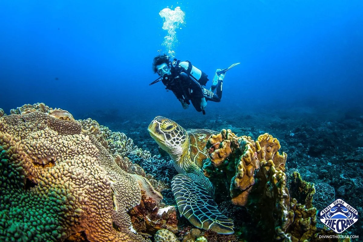 Diving The Crab