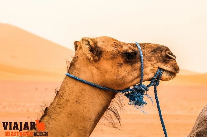 Viajes Marruecos Tours