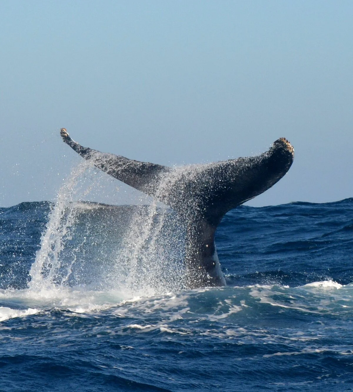 Ocean Safaris