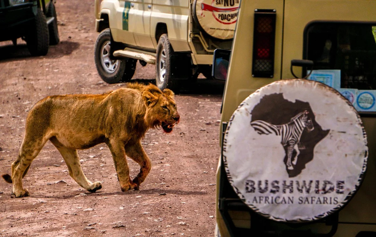 Bushwide African Safaris
