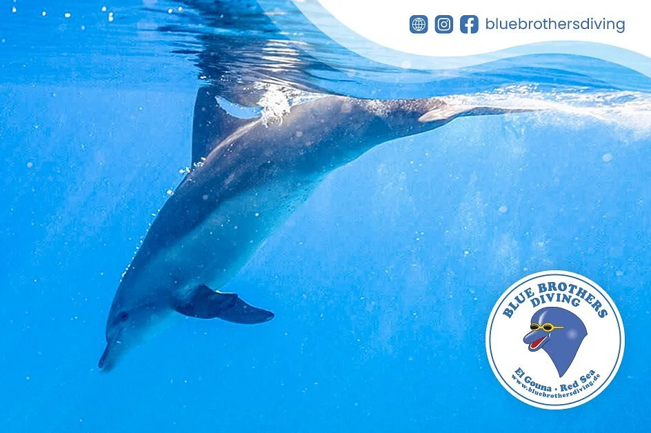 Bluebrothersdiving