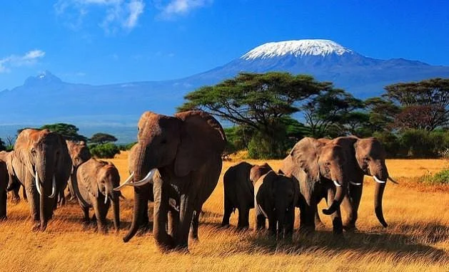 Wildlife Safari Exploreans Day Trips