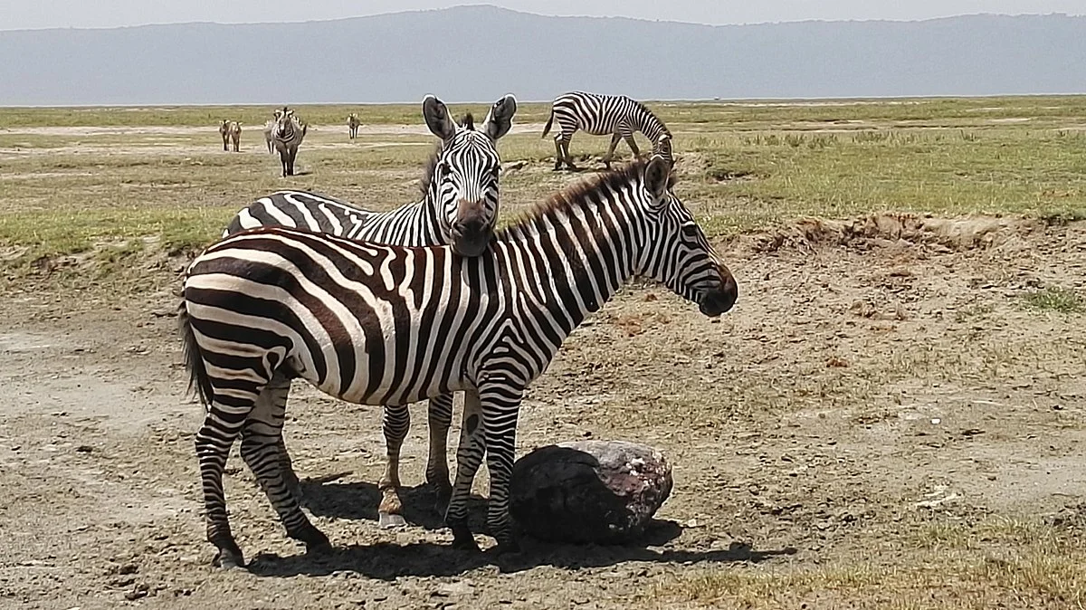 Serengeti Sange Safari -  Day Tour