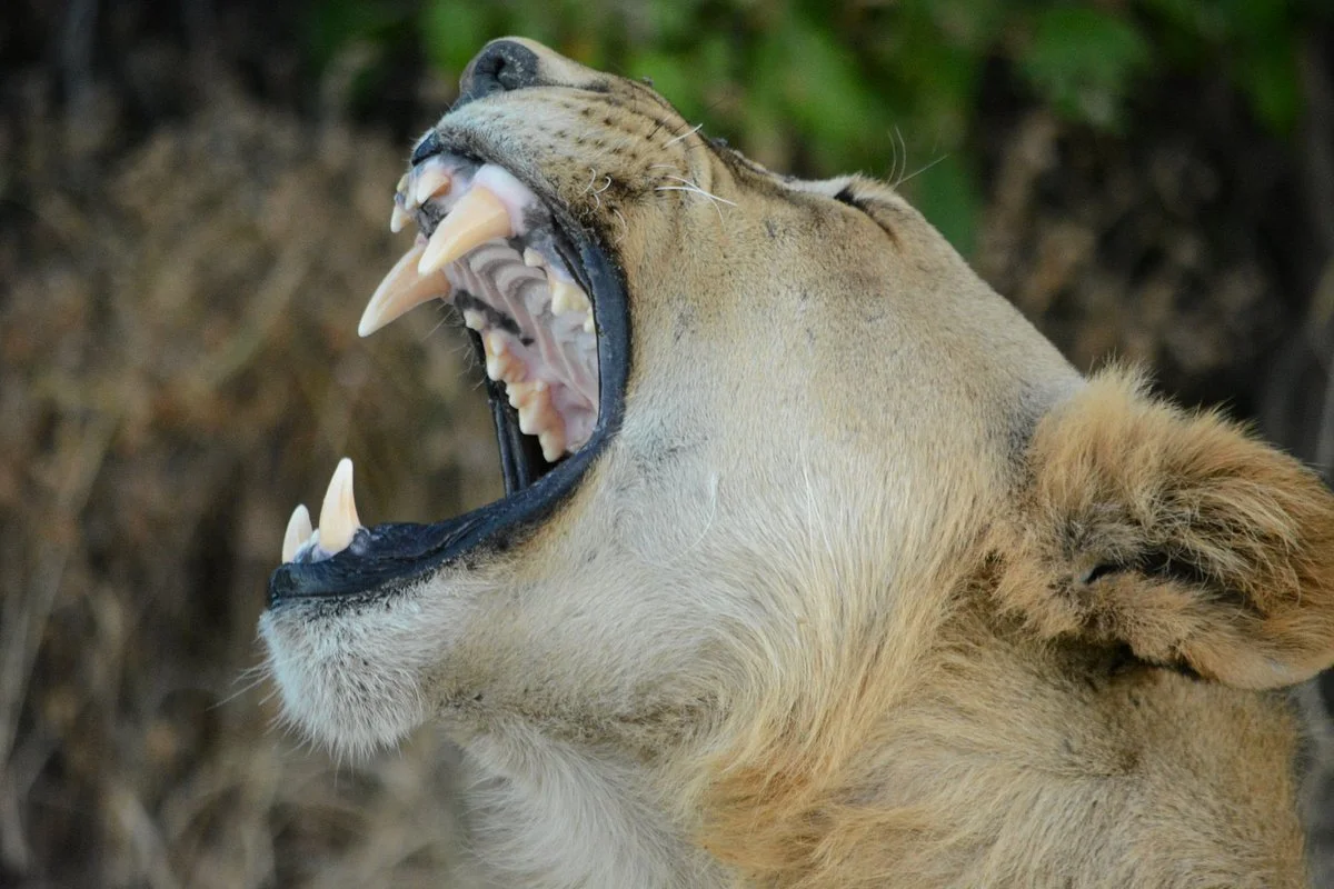 Impi Safaris