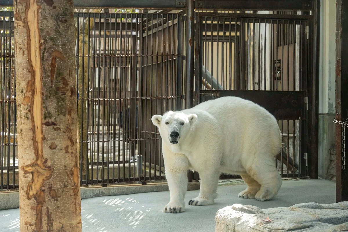 Ehime Tobe Zoo