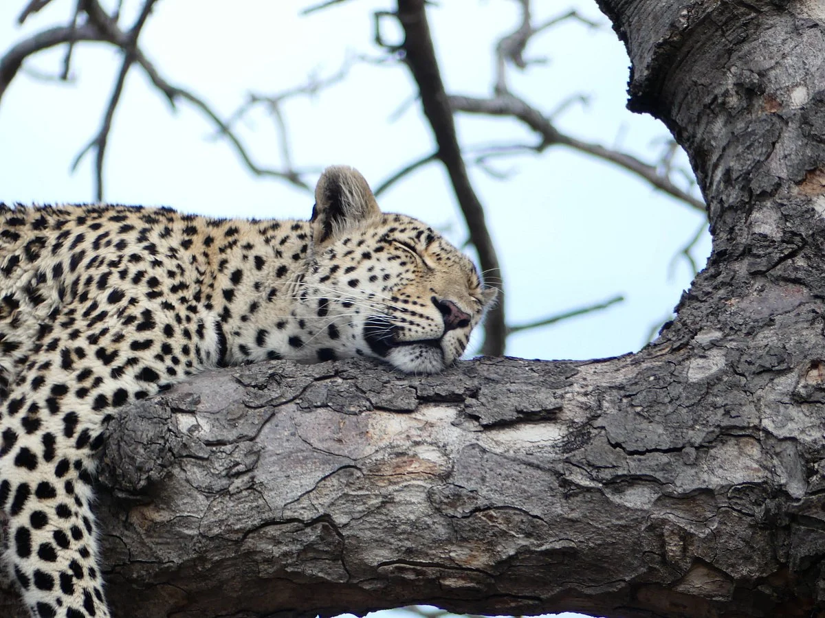 Africa Explore Safaris