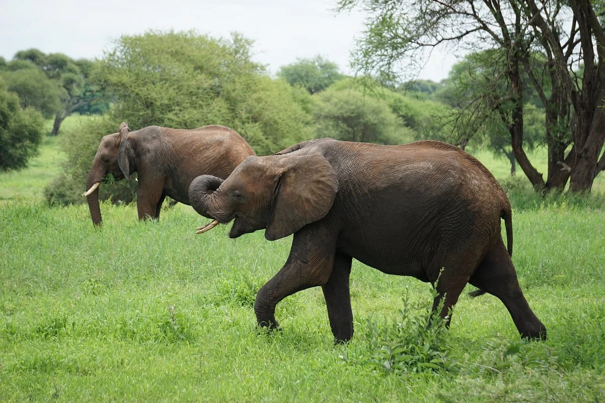 Wilderness Maniac Safaris Tanzania