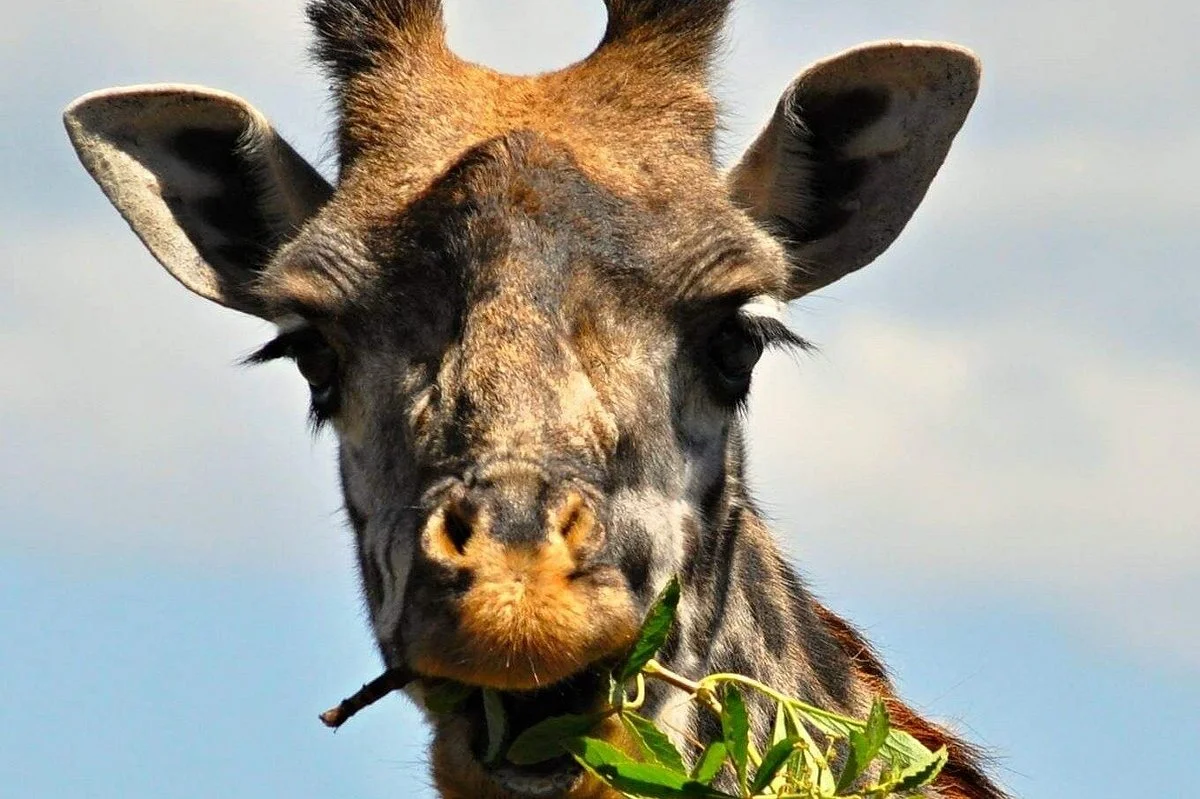 Rehoboth Safaris