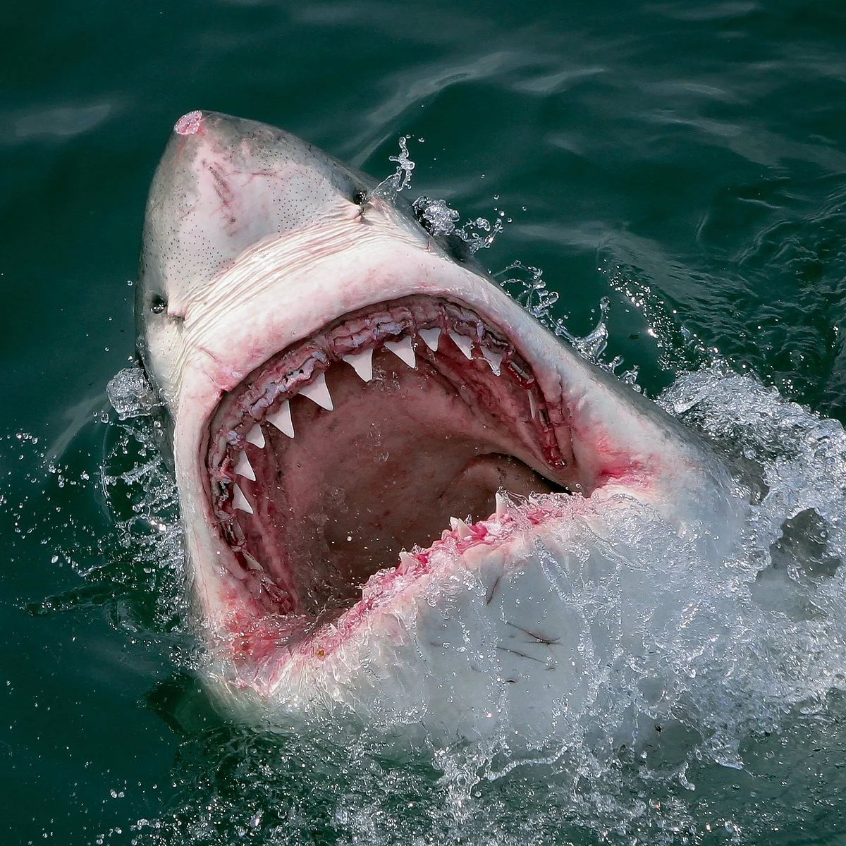White Shark Ventures