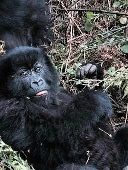 EcoTours Rwanda