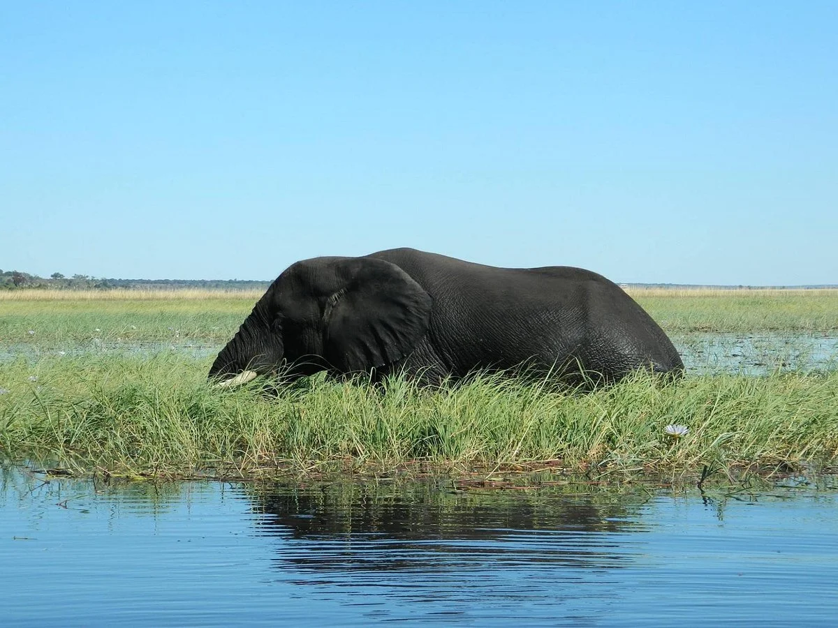 Real Africa Safaris Chobe
