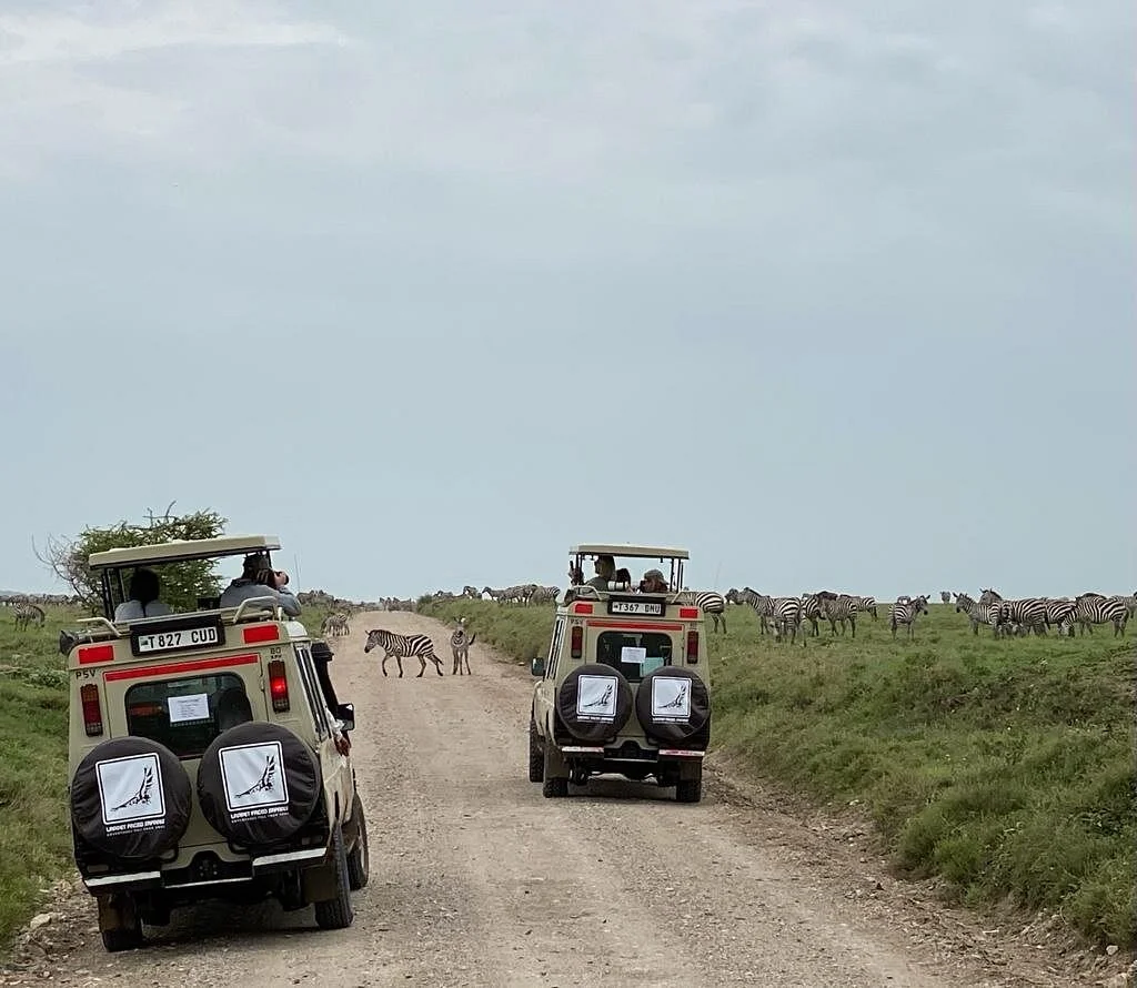 Lappet Faced Safaris