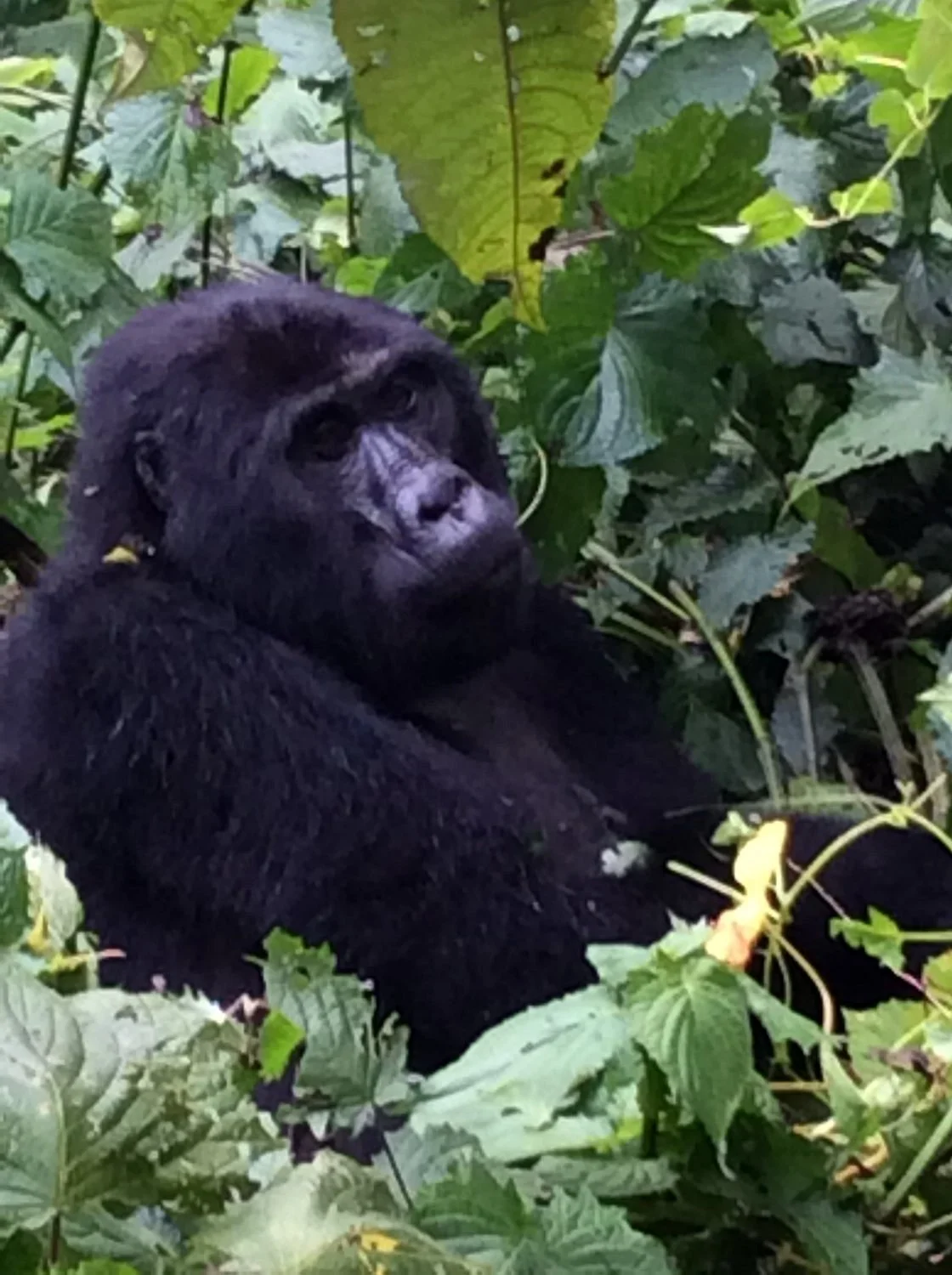 African Unique Safaris and Tours